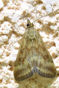 <i>Pyrausta despicata</i>