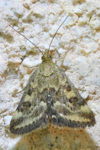 <i>Pyrausta despicata</i>