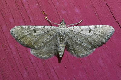 <i>Eupithecia intricata</i>