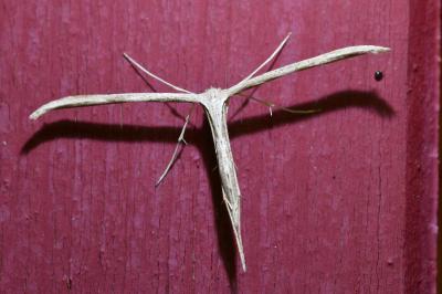 <i>Emmelina monodactyla</i>