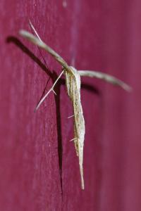 <i>Emmelina monodactyla</i>