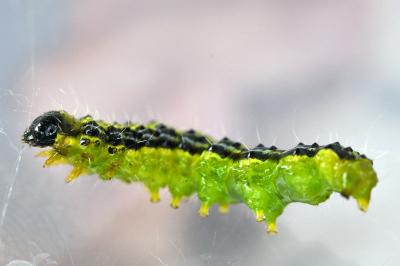 <i>Cydalima perspectalis</i>