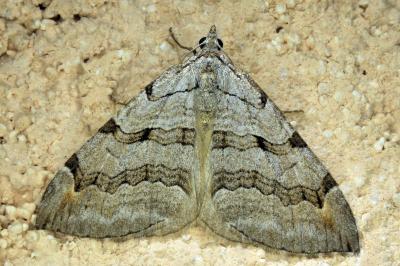 <i>Aplocera efformata</i>
