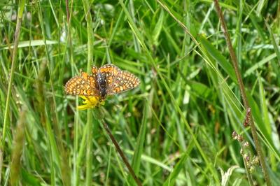 <i>Euphydryas aurinia</i>