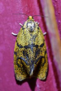 <i>Ptycholoma lecheana</i>