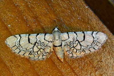 <i>Eupithecia venosata</i>