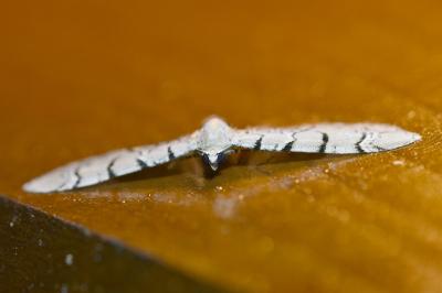 <i>Eupithecia venosata</i>