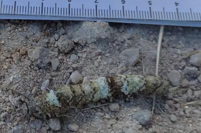 <i>Catocala promissa</i>