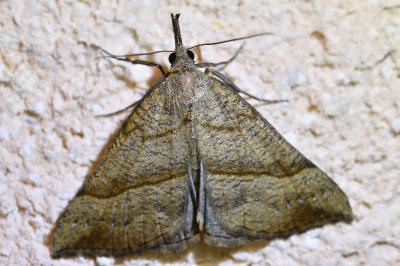 <i>Hypena proboscidalis</i>