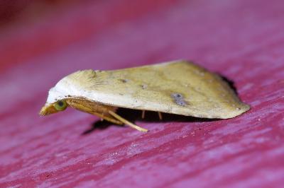 <i>Rivula sericealis</i>