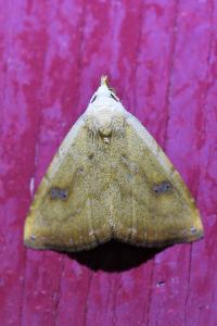 <i>Rivula sericealis</i>