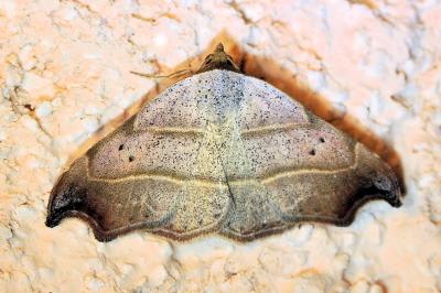 <i>Laspeyria flexula</i>