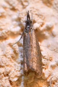 <i>Platytes cerussella</i>