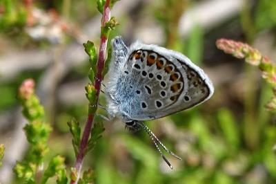 <i>Plebejus argus</i>