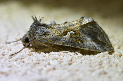 Autographa gamma