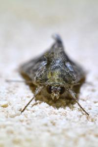 <i>Autographa gamma</i>