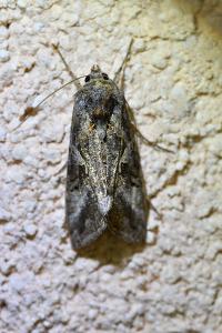<i>Autographa gamma</i>