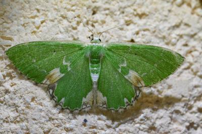 <i>Comibaena bajularia</i>