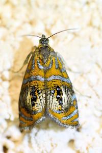 <i>Olethreutes arcuella</i>