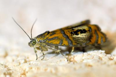<i>Olethreutes arcuella</i>