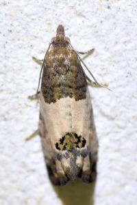 <i>Spilonota ocellana</i>