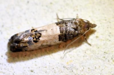 <i>Spilonota ocellana</i>