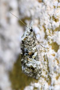 <i>Phtheochroa rugosana</i>