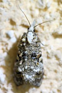 <i>Phtheochroa rugosana</i>