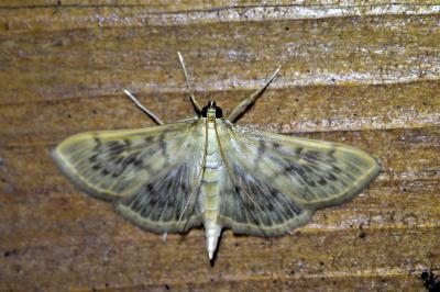<i>Patania ruralis</i>