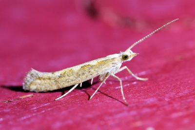 <i>Plutella xylostella</i>