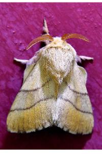 <i>Malacosoma neustria</i>