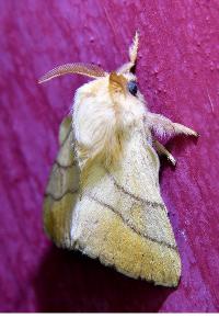 <i>Malacosoma neustria</i>