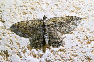 <i>Philereme transversata</i>