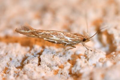 <i>Pyroderces argyrogrammos</i>