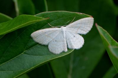 <i>Scopula immutata</i>
