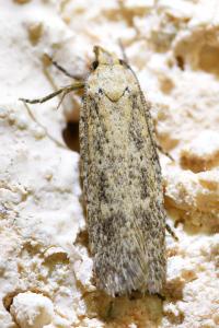 <i>Platyedra subcinerea</i>