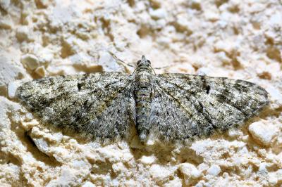 <i>Eupithecia abbreviata</i>