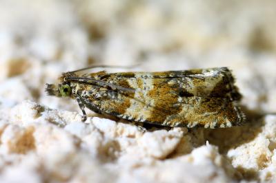 <i>Celypha cespitana</i>