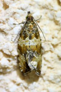 <i>Celypha cespitana</i>