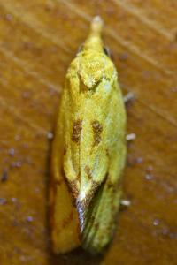 <i>Agapeta hamana</i>