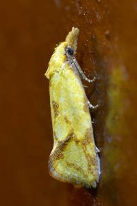 <i>Agapeta hamana</i>