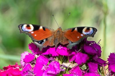 <i>Aglais io</i>