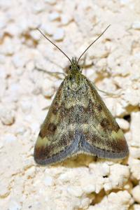 <i>Pyrausta despicata</i>