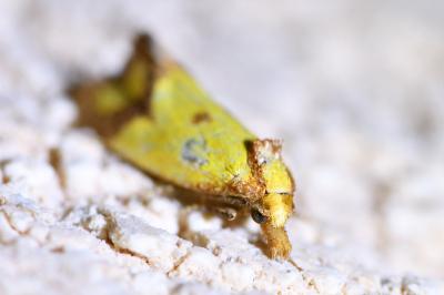 <i>Agapeta hamana</i>