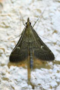 <i>Dolicharthria punctalis</i>