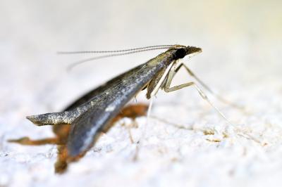 <i>Dolicharthria punctalis</i>