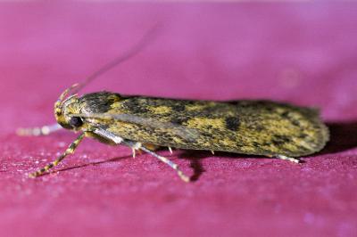 <i>Hofmannophila pseudospretella</i>