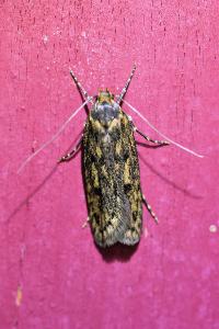 <i>Hofmannophila pseudospretella</i>