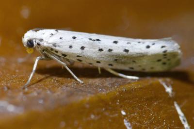 <i>Yponomeuta irrorella</i>