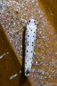 <i>Yponomeuta irrorella</i>